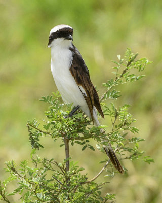 GREY-BACKED FISCAL
