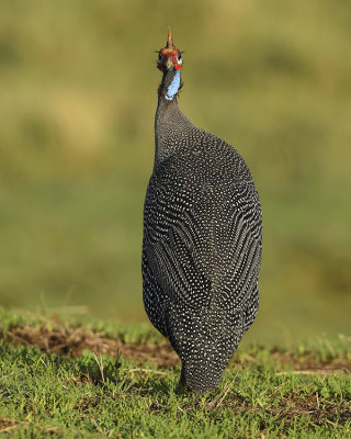 HELMETED GUINEAFOWL
