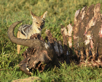 SILVER-BACKED JACKAL