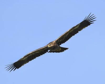 STEPPE EAGLE