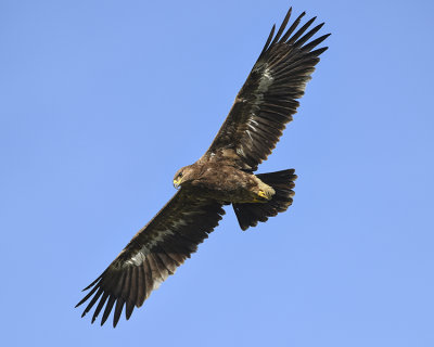 STEPPE EAGLE