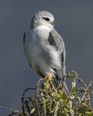BLACK-SHOULDERED KITE