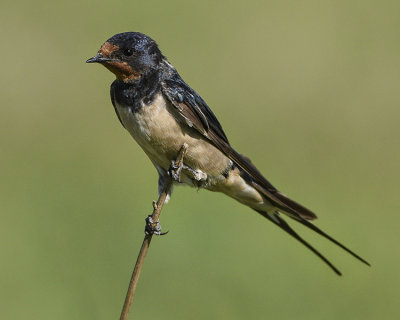 BARN SWALLOW