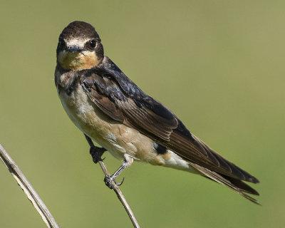 BARN SWALLOW