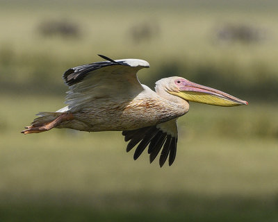 GREAT WHITE PELICAN