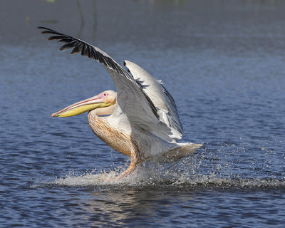 GREAT WHITE PELICAN