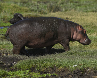HIPPO & CAPE BUFFALO