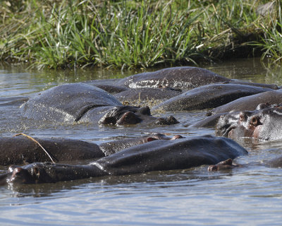 NGORONGORO HIPPO POOL