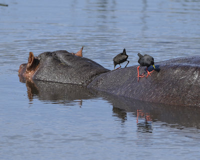 HIPPO, COMMON MOORHEN, BLACK CRAKE