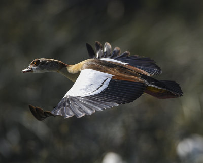 EGYPTIAN GOOSE