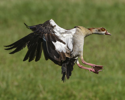 EGYPTIAN GOOSE