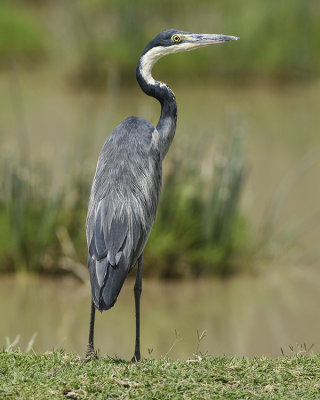 BLACK-HEADED HERON