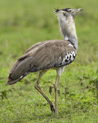 KORI BUSTARD