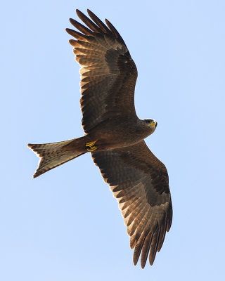 YELLOW-BILLED KITE