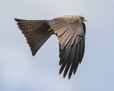 YELLOW-BILLED KITE