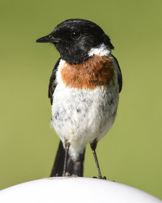 COMMON STONECHAT