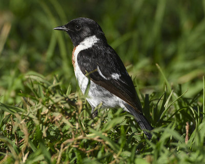 COMMON STONECHAT
