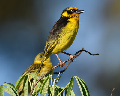 BAGLAFECHT WEAVER