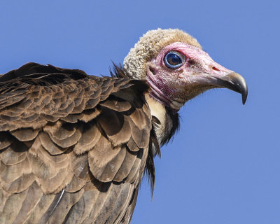 HOODED VULTURE