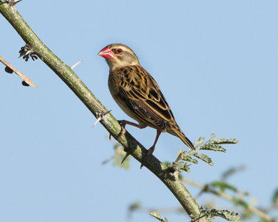 RED-BILLED QUELEA