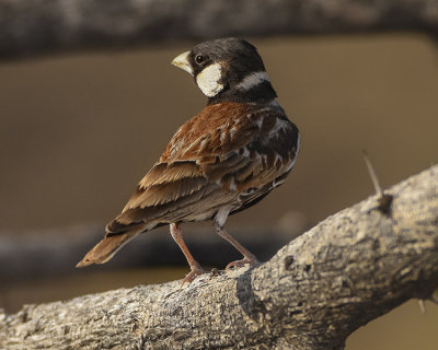 CHESTNUT-BACKED SPARROW-LARK