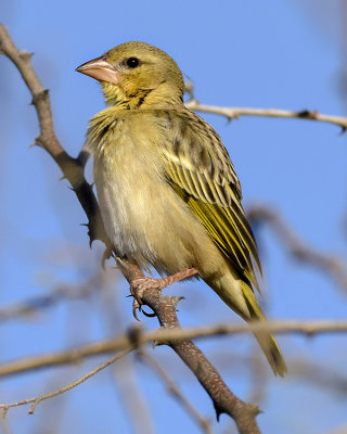 RUPPELL'S WEAVER