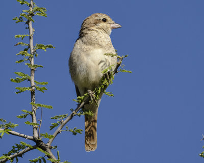 ISABELLINE SHRIKE