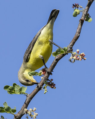 NILE-VALLEY SUNBIRD