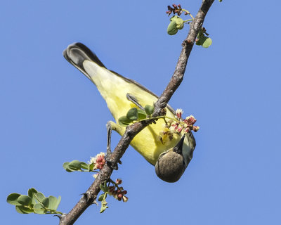 NILE-VALLEY SUNBIRD