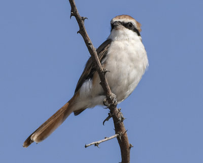 ISABELLINE SHRIKE