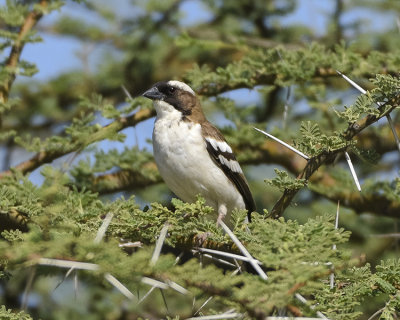 WHITE-BROWED SPARROW-WEAVER