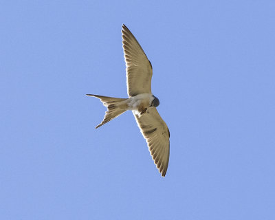 AFRICA SWALLOW-TAILED KITE