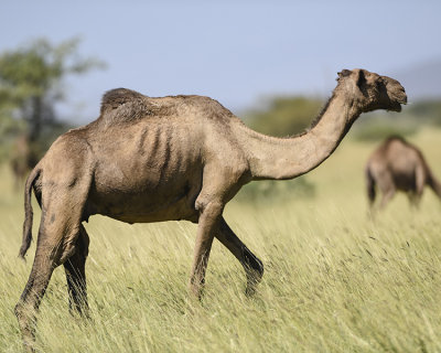 ETHIOPIAN CAMEL