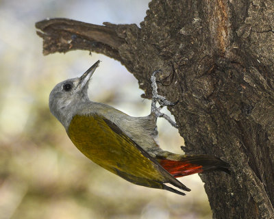 GREY-HEADED WOODPECKER