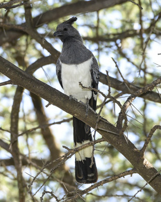 WHITE-BELLIED GO-AWAY-BIRD