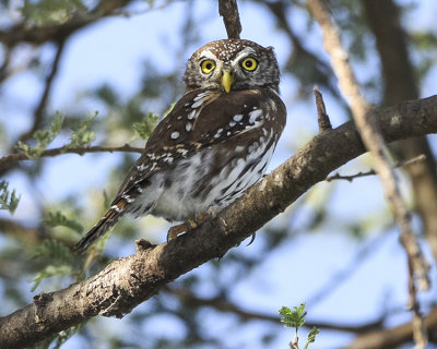 PEARL-SPOTTED OWLET