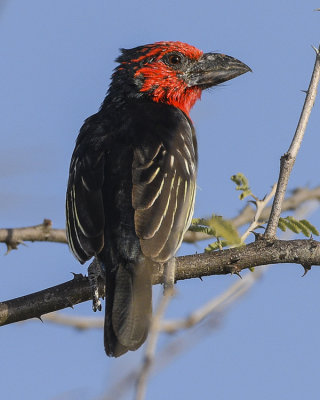 BLACK-BILLED BARBET