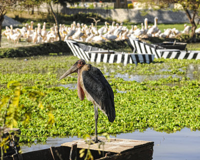 MARABOU STORK