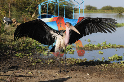 MARABOU STORK AND LAKE ZIWAY WATER TAXI