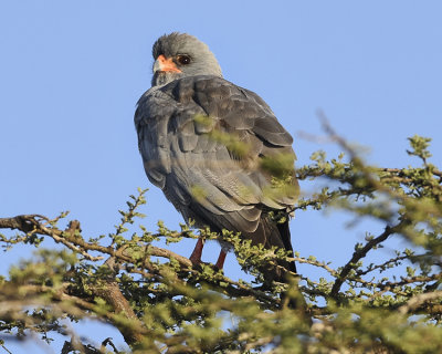 DARK CHANTING GOSHAWK