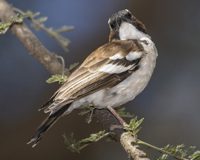 WHITE-BROWED SPARROW-WEAVER