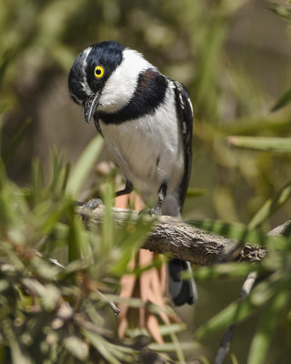 BLACK-HEADED BATIS