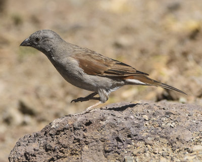 SWAINSON'S SPARROW