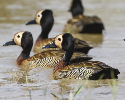 WHITE-FACED WHISTLING DUCK