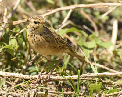 GRASSLAND PIPIT