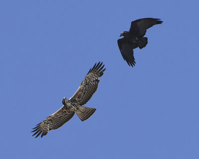 GREAT SPARROWHAWK harassed by a FAN-TAILED RAVEN