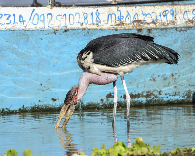 MARABOU STORK AND LAKE ZIWAY WATER TAXI