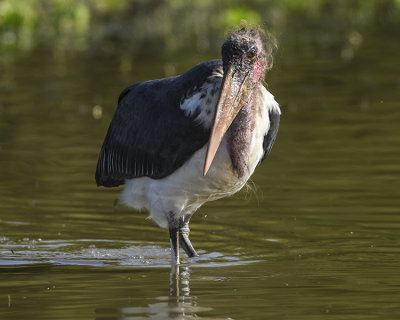 MARABOU STORK