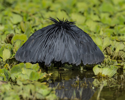 BLACK HERON