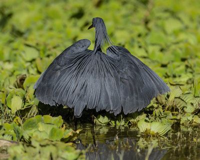 BLACK HERON